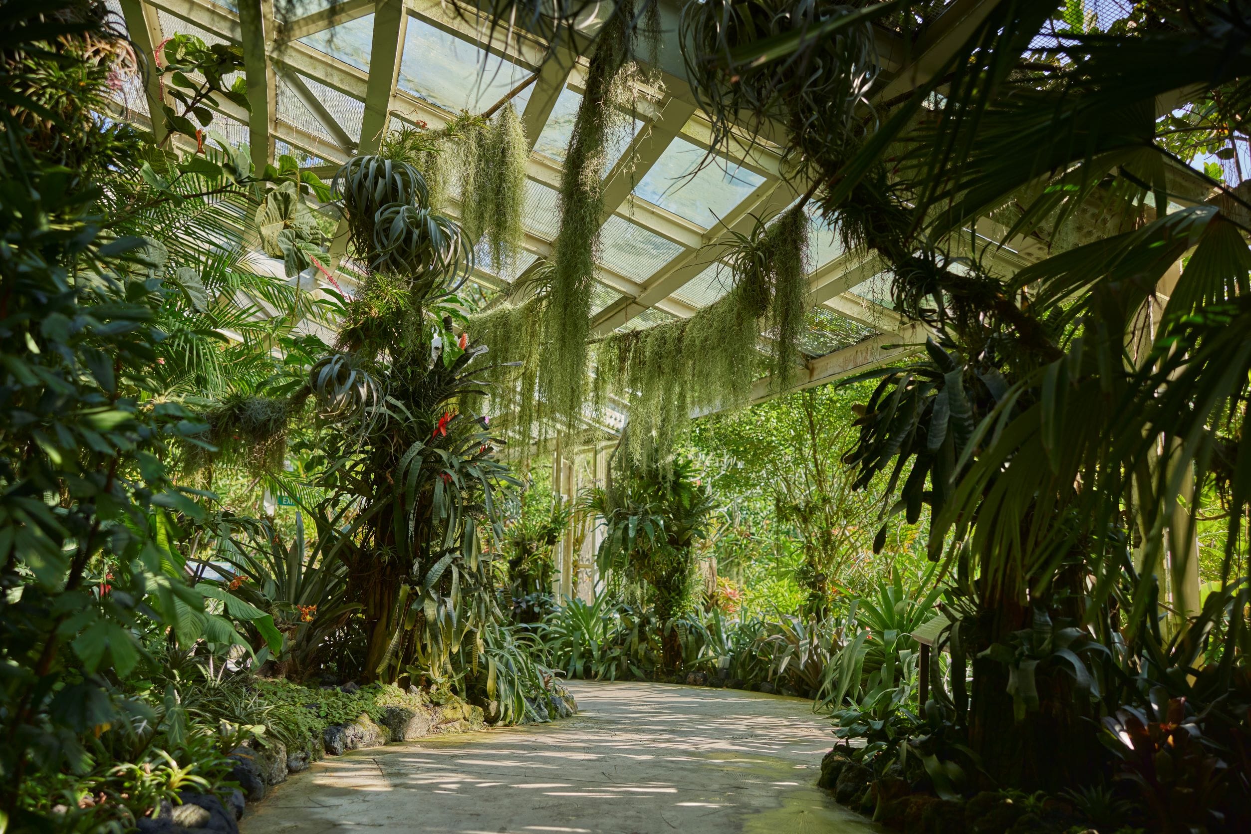 Yuen-Peng McNeice Bromeliad Collection